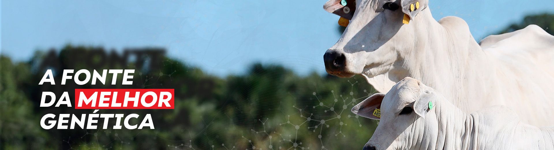 Nelore Select Sires Brasil