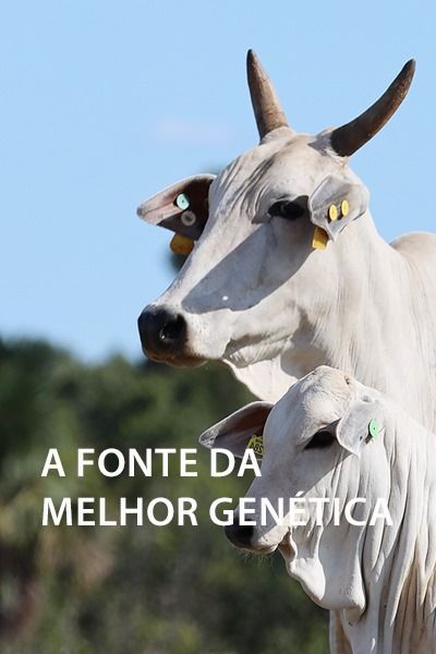 Nelore Select Sires Brasil
