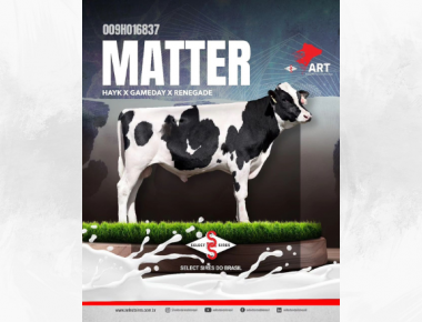 Conheça 009HO16837 MATTER: a nova estrela do rebanho!