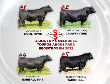 4 dos Top 5 Touros Angus para Registros em 2022 na Associação Americana de Angus!