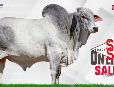 SELECT SIRES ONLINE SALES ESPECIAL PRÉ-EXPOZEBU