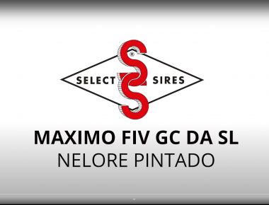 Touro Jovem Campeão Nelore Pintado da EXPOZEBU 2023 MÁXIMO FIV GC DA SL.
