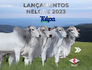 LANÇAMENTOS NELORE 2023  - TULIPA AGROPECUÁRIA