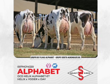 GRUPO DE FILHAS DE ALPHABET