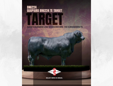 Apresentamos: BN6224 GUAPIARA TARGET