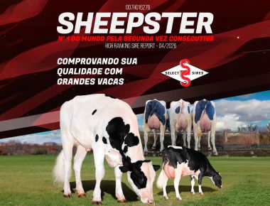 SHEEPSTER CONTINUA NO TOPO