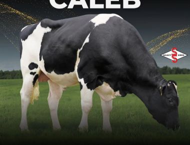 A Select Sires do Brasil se despede de 009HO04000 CALEB