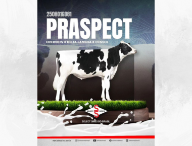 Apresentamos: 250H16981 PRASPECT 