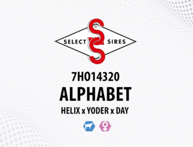 FILHAS DE ALPHABET - SEKITA AGRONEGÓCIOS