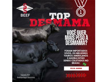 Touros Top Peso à desmama 