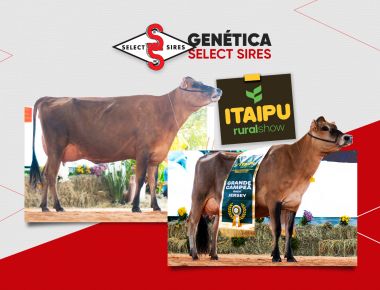 Raça Jersey na Itaipu Rural Show
