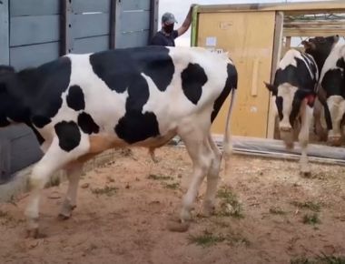 Select Sires do Brasil realiza importação de novos touros.