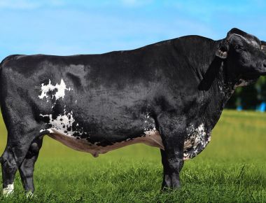 Select Sires do Brasil se despede do touro Cupido