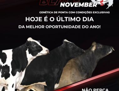 BLACK NOVEMBER SELECT SIRES - ÚLTIMO DIA