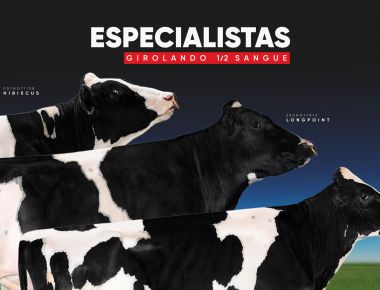 ESPECIALISTAS EM GIROLANDO 1/2 SANGUE