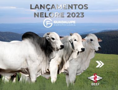 LANÇAMENTOS NELORE 2023 - GUADALUPE AGROPECUARIA
