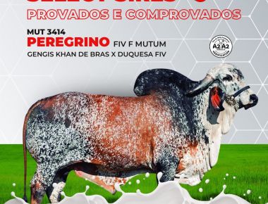 NOVOS TOUROS PROVADOS NA BATERIA