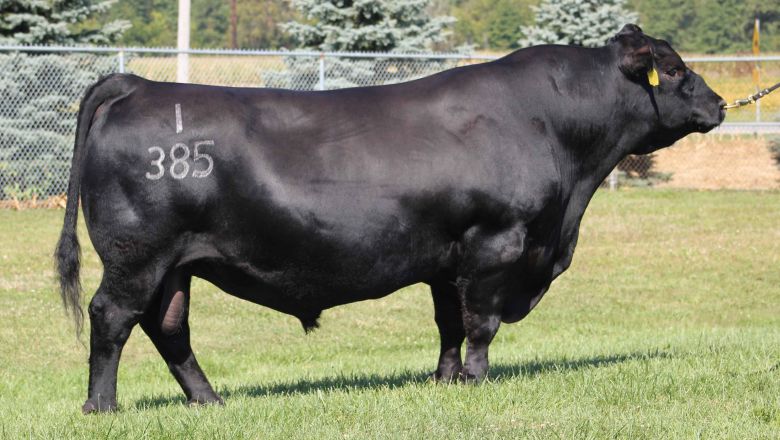 7AN368 Connealy COMRADE 1385 é o primeiro touro bovino na história da Select Sires a atingir 500.000