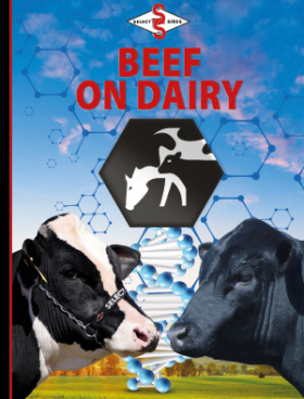 catálogo beef on dairy 2025